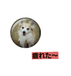 うちのラブ（個別スタンプ：7）