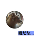 うちのラブ（個別スタンプ：8）