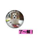 うちのラブ（個別スタンプ：9）