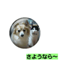 うちのラブ（個別スタンプ：10）