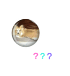 うちのラブ（個別スタンプ：11）