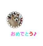 うちのラブ（個別スタンプ：13）