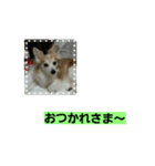 うちのラブ（個別スタンプ：14）