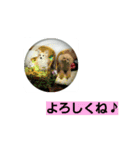 うちのラブ（個別スタンプ：15）