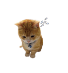 こたろう♂（個別スタンプ：1）