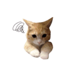 こたろう♂（個別スタンプ：3）