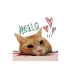 こたろう♂（個別スタンプ：5）