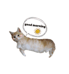 こたろう♂（個別スタンプ：6）