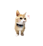 こたろう♂（個別スタンプ：10）