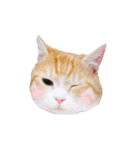 こたろう♂（個別スタンプ：11）
