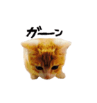 こたろう♂（個別スタンプ：12）