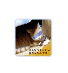 こたろう♂（個別スタンプ：15）