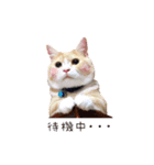 こたろう♂（個別スタンプ：16）
