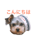 美鈴さんのスタンプ（個別スタンプ：6）