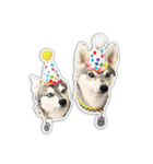 Franki ＆ Bodhi's Oakland Adventures 1（個別スタンプ：5）