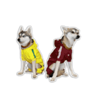 Franki ＆ Bodhi's Oakland Adventures 1（個別スタンプ：29）
