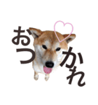 もこ3（個別スタンプ：5）