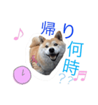 もこ3（個別スタンプ：8）