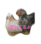 チャボ太郎（個別スタンプ：1）