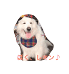 レオンくんとチョコたん（個別スタンプ：1）
