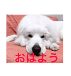 レオンくんとチョコたん（個別スタンプ：4）