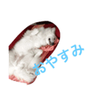 レオンくんとチョコたん（個別スタンプ：5）
