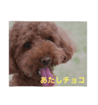レオンくんとチョコたん（個別スタンプ：6）