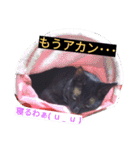 黒猫クロちゃん（個別スタンプ：2）