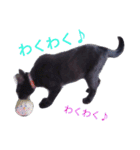 黒猫クロちゃん（個別スタンプ：11）