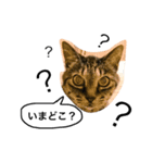 愛猫チョコのスタンプ3（個別スタンプ：3）