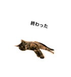 愛猫チョコのスタンプ3（個別スタンプ：10）