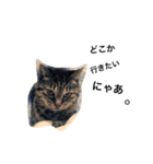 愛猫チョコのスタンプ3（個別スタンプ：15）