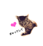 愛猫チョコのスタンプ3（個別スタンプ：16）