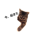 愛猫チョコのスタンプ3（個別スタンプ：17）