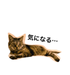 愛猫チョコのスタンプ3（個別スタンプ：20）