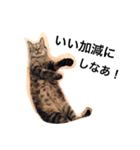 愛猫チョコのスタンプ3（個別スタンプ：21）