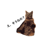 愛猫チョコのスタンプ3（個別スタンプ：22）