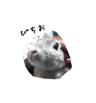 しらまき家の言葉（個別スタンプ：21）