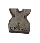 しらまき家の言葉（個別スタンプ：23）