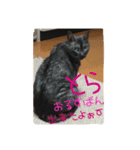 ねこのとらちゃん（個別スタンプ：1）