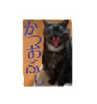 ねこのとらちゃん（個別スタンプ：2）