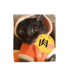 ねこのとらちゃん（個別スタンプ：3）