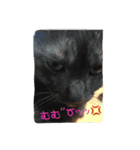 ねこのとらちゃん（個別スタンプ：4）