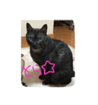 ねこのとらちゃん（個別スタンプ：6）