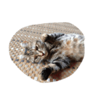 猫にゃ〜ん（個別スタンプ：2）
