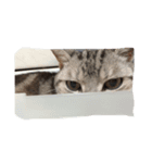 猫にゃ〜ん（個別スタンプ：3）