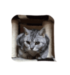 猫にゃ〜ん（個別スタンプ：4）