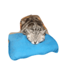 猫にゃ〜ん（個別スタンプ：7）
