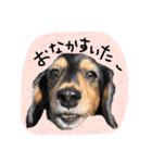 リクのスタンプ（個別スタンプ：34）
