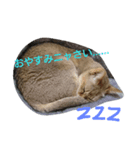 ナラキー（個別スタンプ：1）